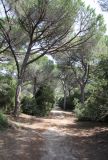 Pinus pinea. Взрослые деревья в посадках. Культуры сосны на этой территории были созданы в 1850-1870 гг. на месте осушенных болот. Италия, Тоскана, Природный парк Маремма. 12.04.2011.