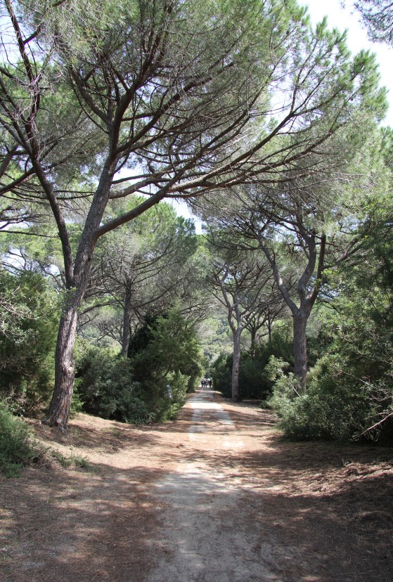 Image of Pinus pinea specimen.