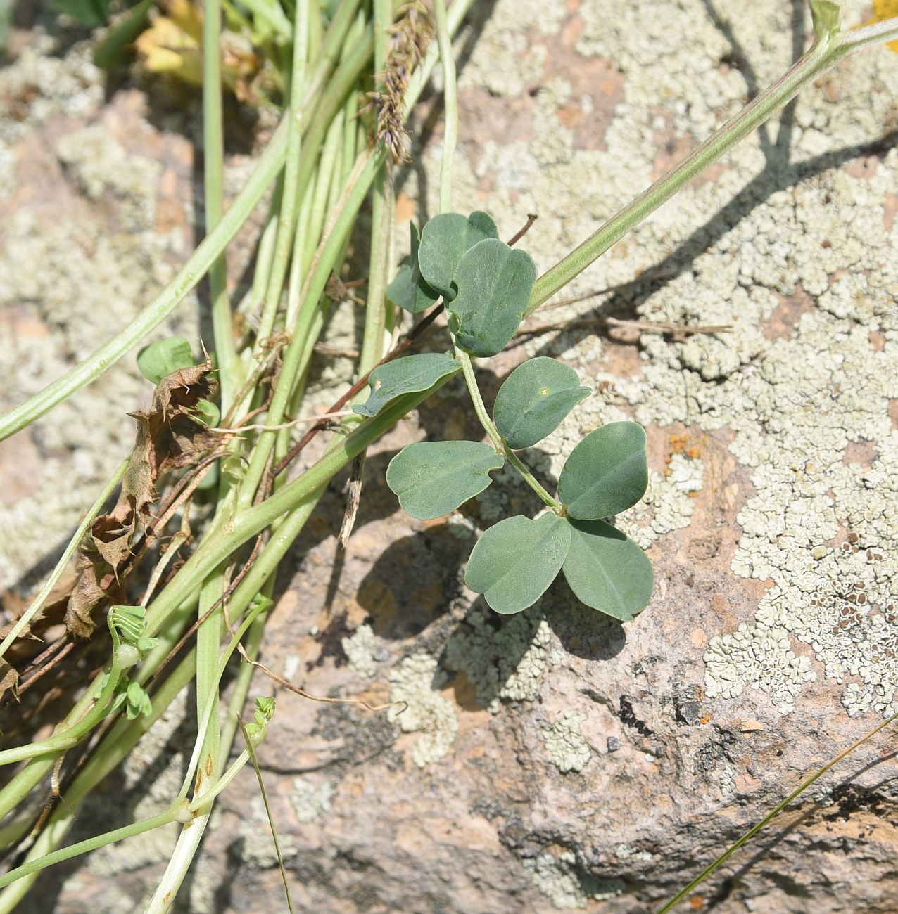 Image of Securigera balansae specimen.