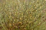 Asparagus breslerianus. Средняя часть цветущего растения, видны сухие прошлогодние веточки. Астраханская обл., Камызякский р--н, окр. с. Раздор, бэровский бугор Широкий. 04.05.2026.