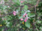 Malus domestica. Расцветающее соцветие и листья. Московская обл., Павлово-Посадский ГО, г. Электрогорск, реликт культуры. 13.05.2026.