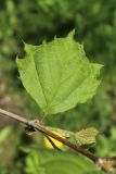 Platanus occidentalis. Часть ветви с молодыми листьями и жуком. Санкт-Петербург, Кировский р-н, двор жилого дома, декоративное озеленение. 25.05.2026.