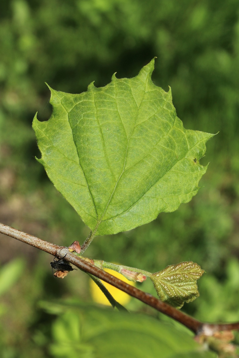 Image of Platanus occidentalis specimen.