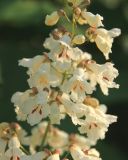 Catalpa bignonioides. Часть соцветия. Краснодарский край, Черноморское побережье Кавказа, г. Новороссийск, самосев. 17 июня 2026 г.