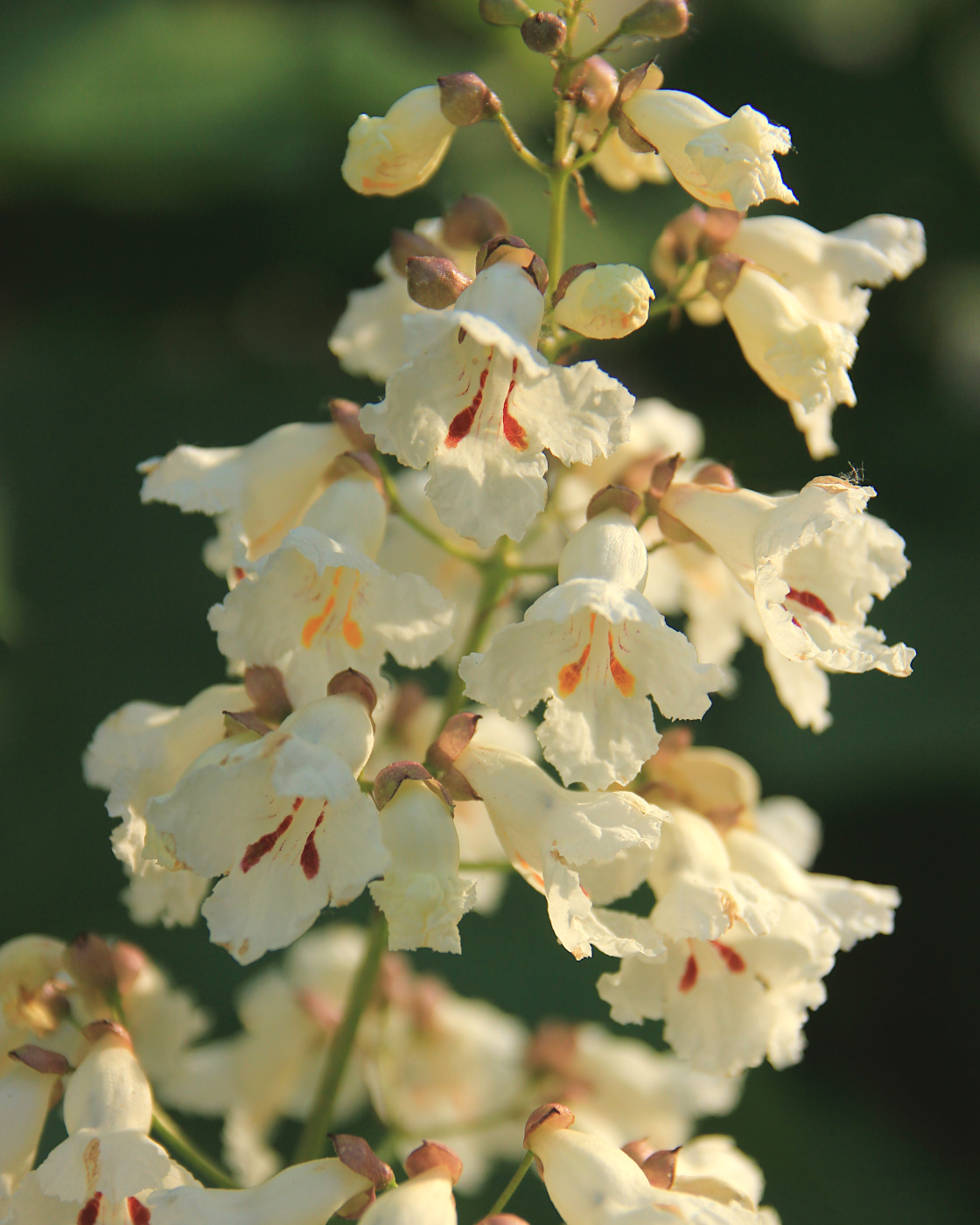 Image of Catalpa bignonioides specimen.