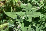 genus Salvia. Часть побега. Грузия, край Самцхе-Джавахети, окраина с. Тмогви, окр. южного берега оз. Цунда, горная степь. 8 июня 2026 г.