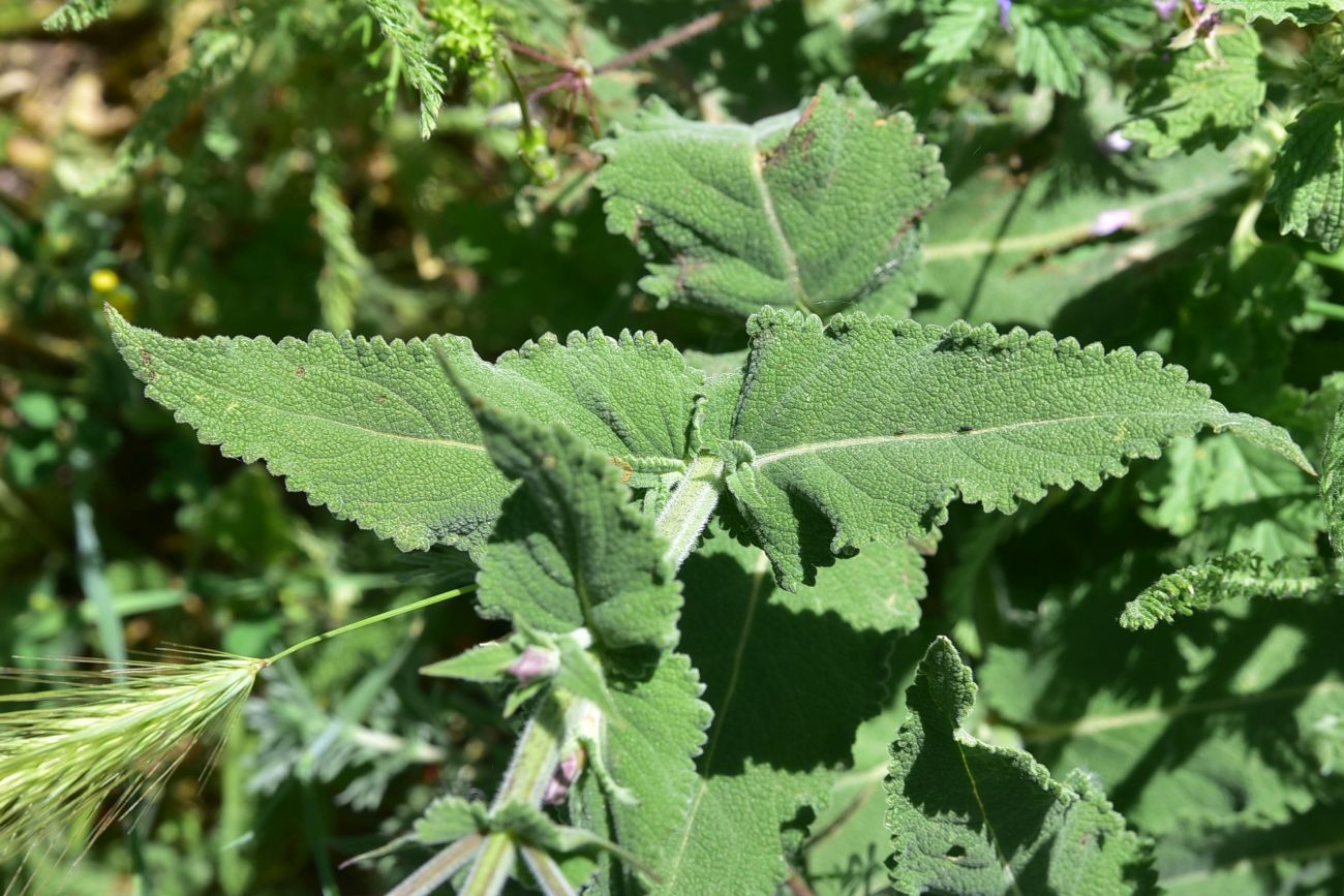 Изображение особи род Salvia.