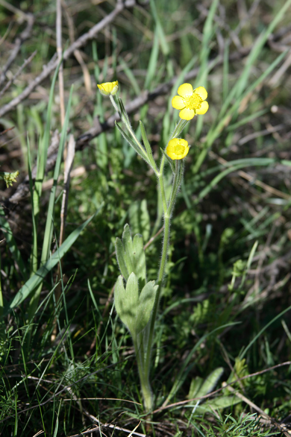 Изображение особи Ranunculus paucidentatus.