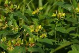 Hypericum ascyron. Верхушки стеблей с завязями плодов. Кемеровская обл., окр. с. Елыкаево, луг у заболоченной старицы р. Большая Промышленная. 12.07.2026.
