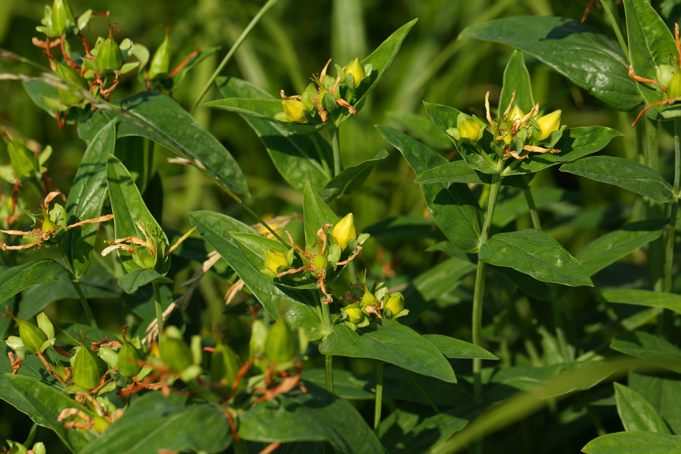 Изображение особи Hypericum ascyron.