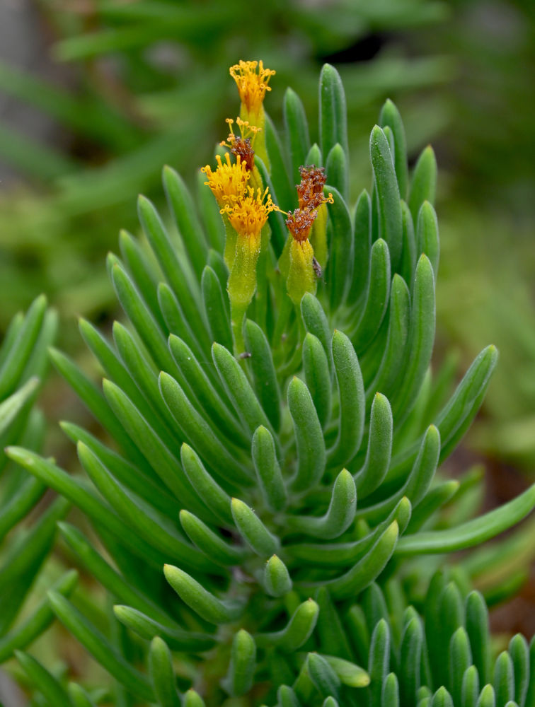 Image of Kleinia barbertonica specimen.