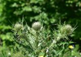 genus Cirsium