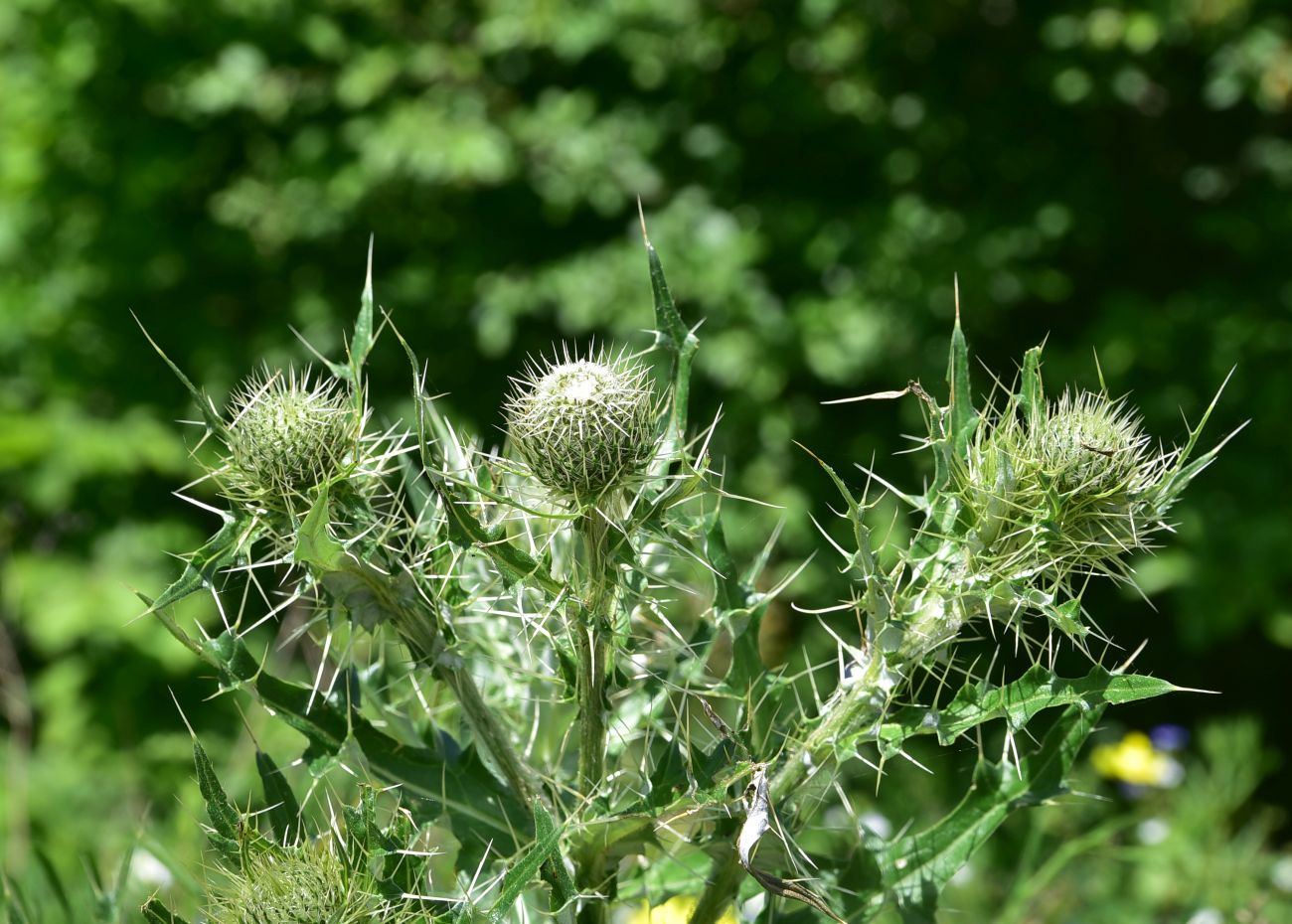 Image of genus Cirsium specimen.