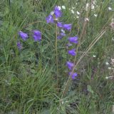 Campanula collina. Цветущие растения. Карачаево-Черкесия, Карачаевский р-н, басс. р. Теберда, дол. р. Муху 5 км З пос. Теберда, луг. 29.07.2026.