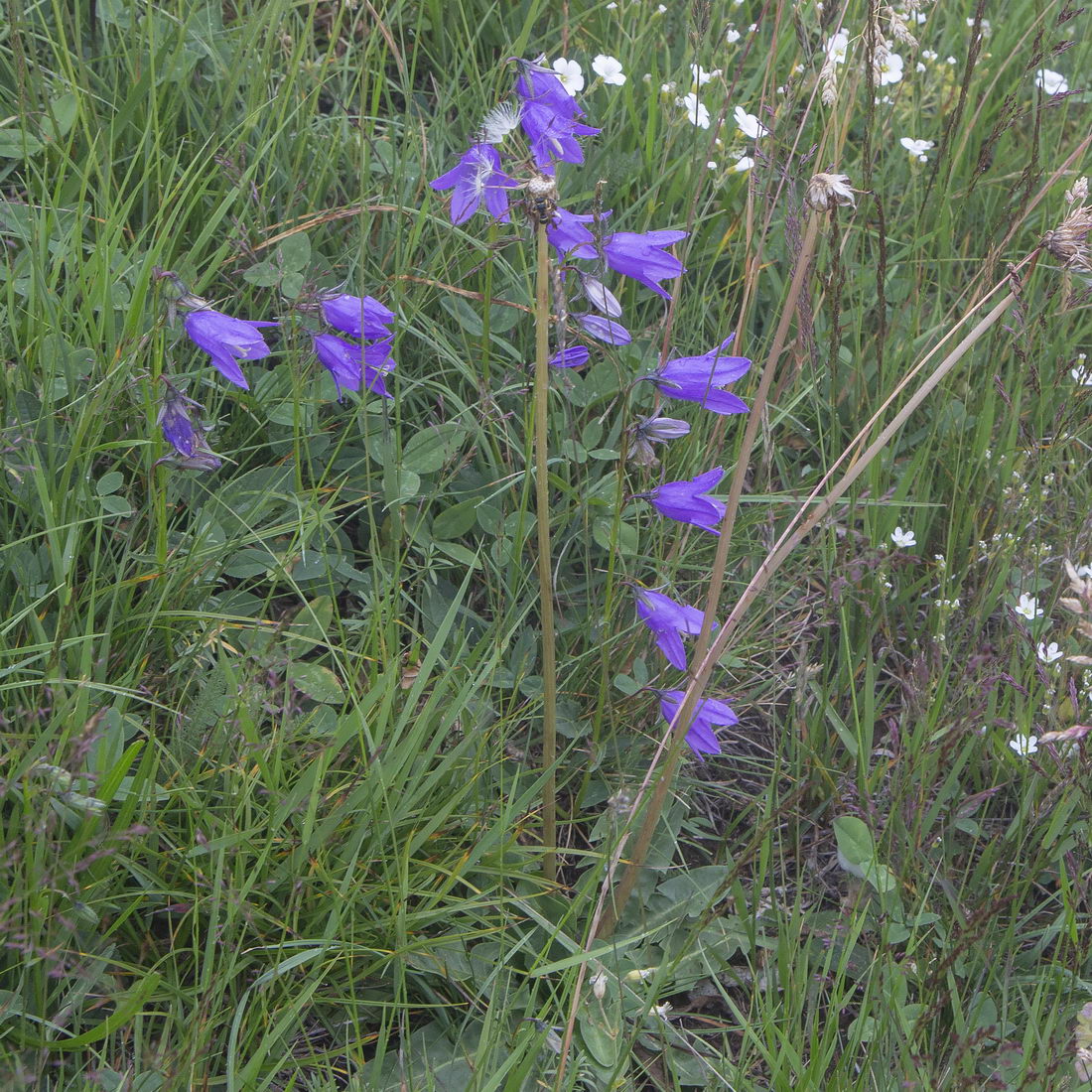 Изображение особи Campanula collina.
