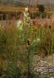 Castilleja hyparctica. Цветущее растение. Полярный Урал, дол. р. Б. Ханмей недалеко от устья р. Ханмейшор, слабо задернованный крупногалечный берег с Equisetum variegatum. 20.08.2026.