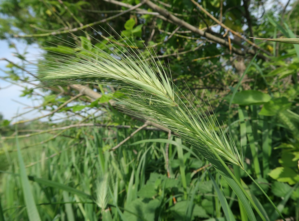 Image of Hordeum leporinum specimen.
