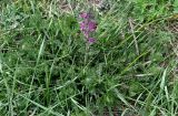 Pedicularis verticillata. Цветущее растение. Китай, пров. Ганьсу, хр. Циляньшань, дол. Матисы, ≈ 2600 м н.у.м., луговой склон. 05.06.2025.