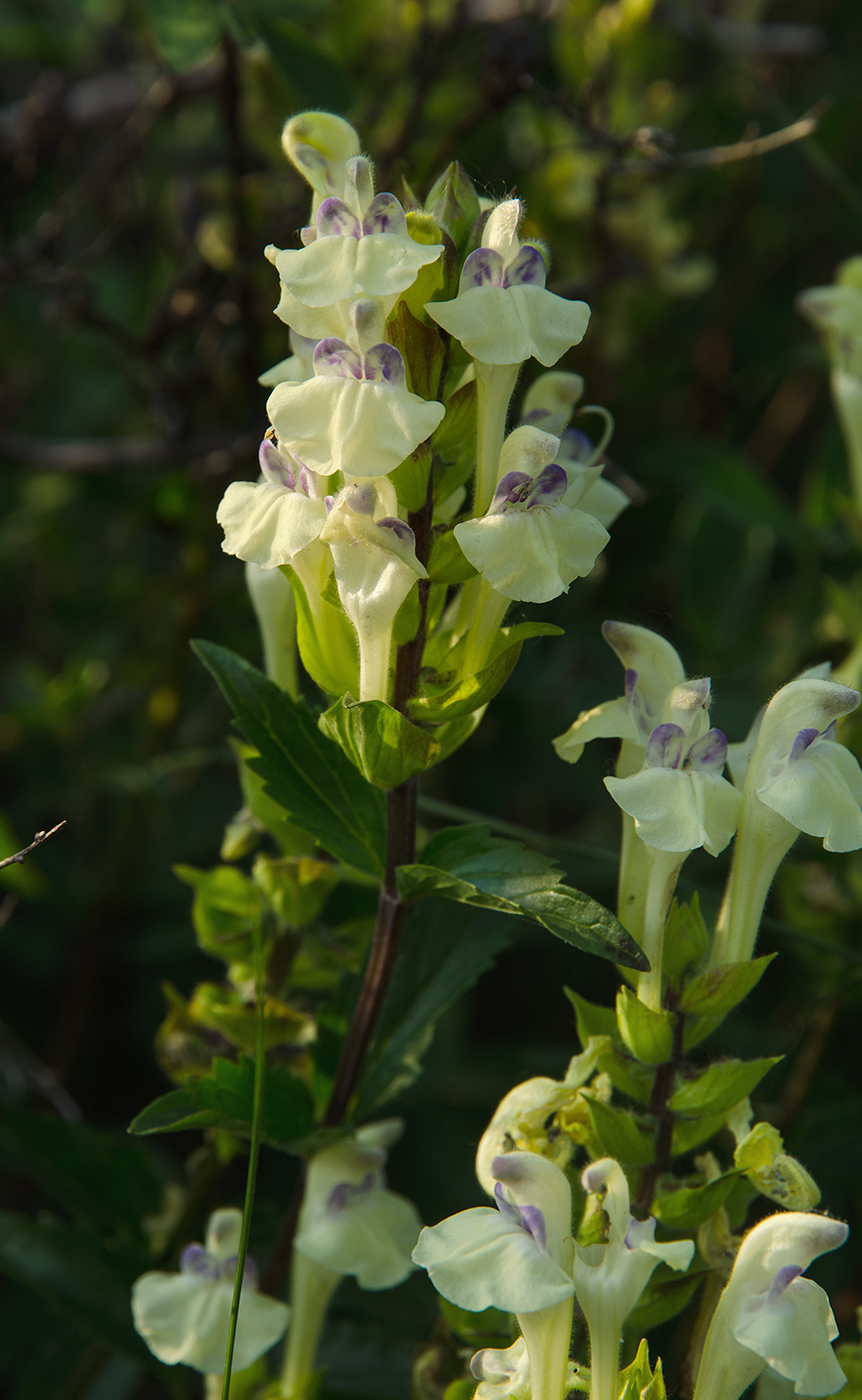 Image of Scutellaria supina specimen.