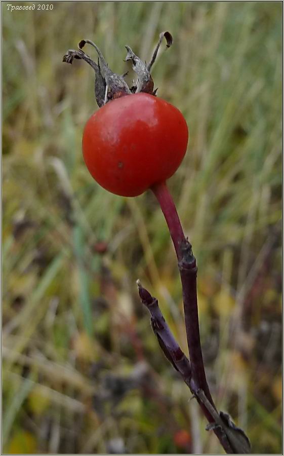 Image of Rosa cinnamomea specimen.