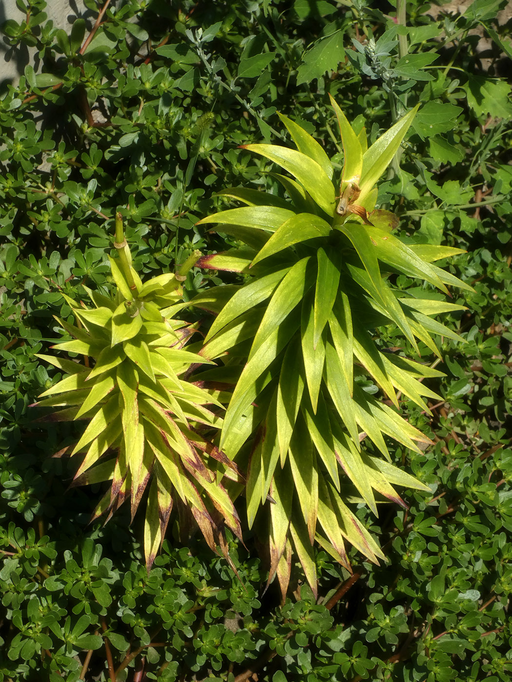 Image of genus Lilium specimen.
