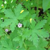 Geranium divaricatum