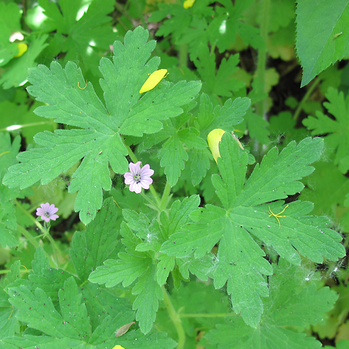 Image of Geranium divaricatum specimen.