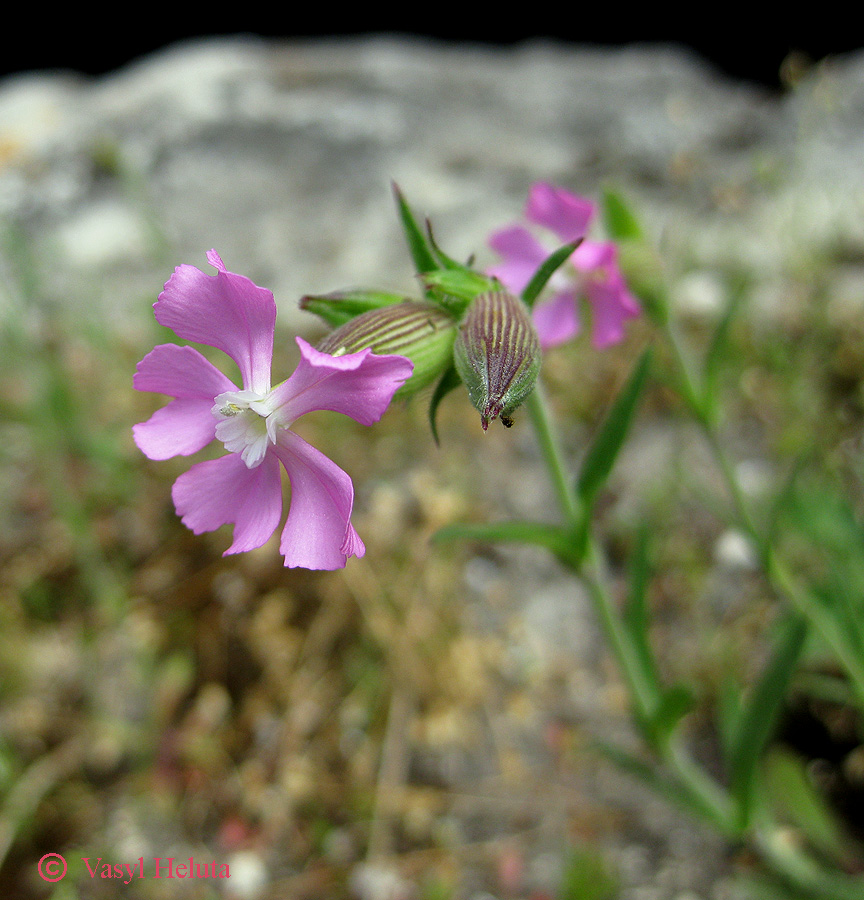 Image of Pleconax conica specimen.