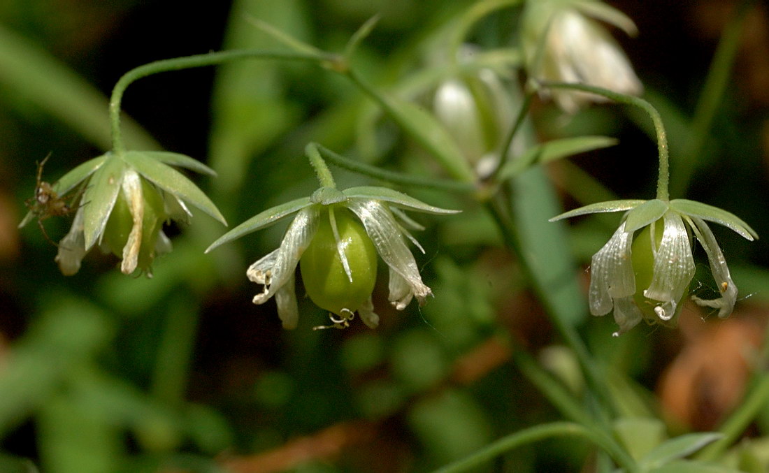 Image of Stellaria holostea specimen.