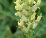 Astragalus cicer. Нижняя часть соцветия. Север Кубани, станица Шкуринская, балка Сухая. 19.06.2011.