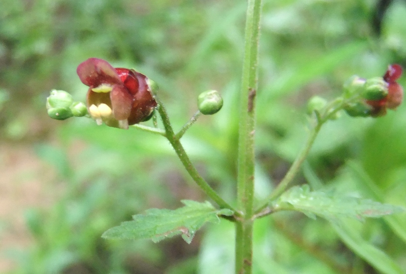 Изображение особи Scrophularia scopolii.