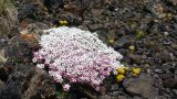 Androsace barbulata