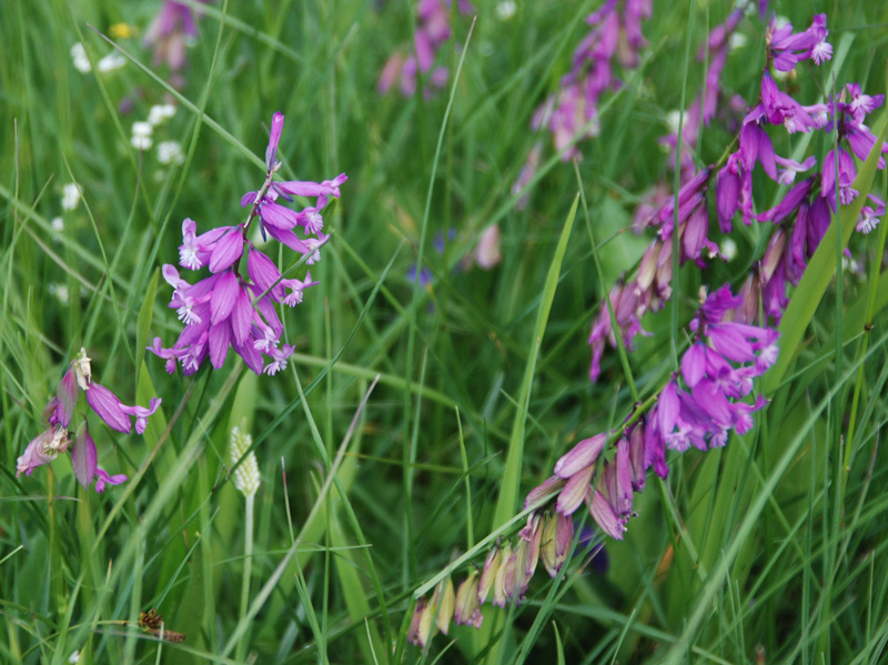 Image of Polygala major specimen.