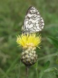 Centaurea orientalis