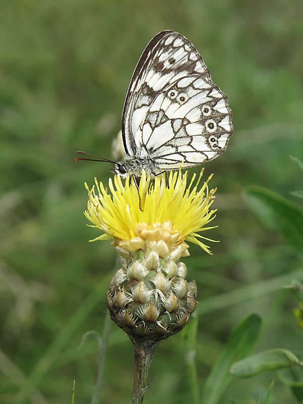 Изображение особи Centaurea orientalis.