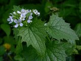 Alliaria petiolata