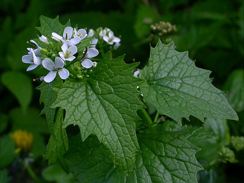 Image of Alliaria petiolata specimen.