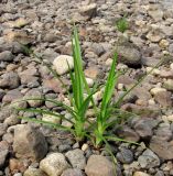 Scirpus sylvaticus. Растение на берегу реки. Архангельская обл., Вельский р-н, окр. пос. Усть-Шоноша, берег р. Вель. 23.07.2011.