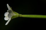 Epilobium lanceolatum