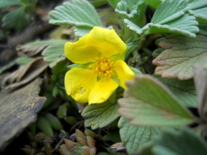 Image of Potentilla acaulis specimen.