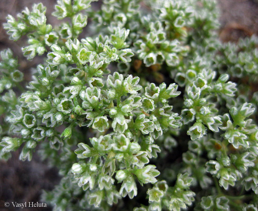 Изображение особи Scleranthus perennis.