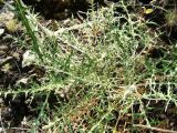 Echinops ritrodes. Нижняя часть растения. Копетдаг, Чули. Июнь 2011 г.