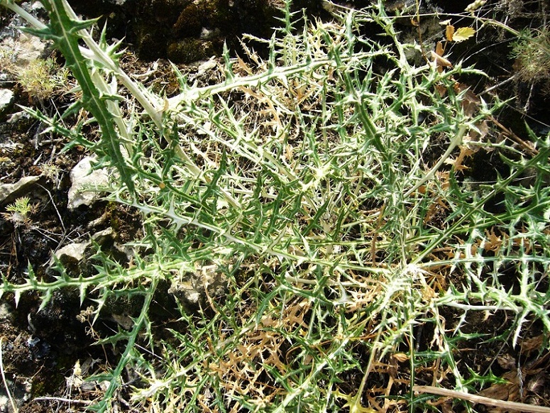 Image of Echinops ritrodes specimen.