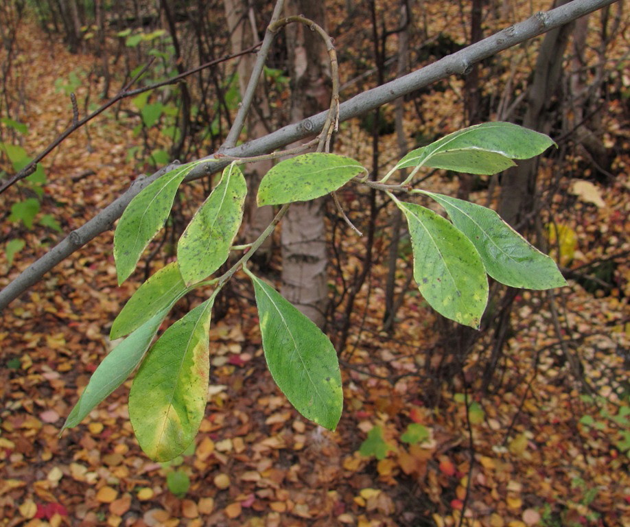 Изображение особи Salix &times; ludificans.