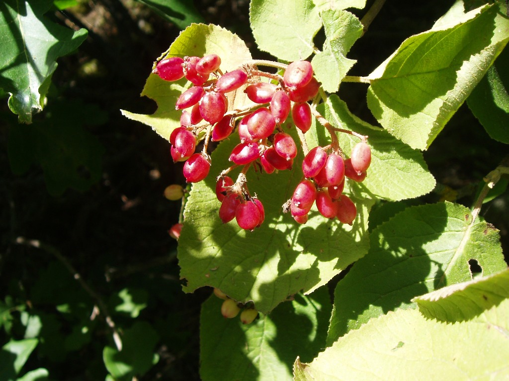 Image of Viburnum lantana specimen.