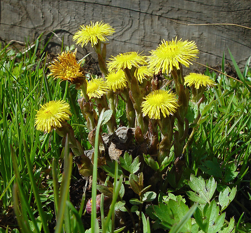 Image of Tussilago farfara specimen.