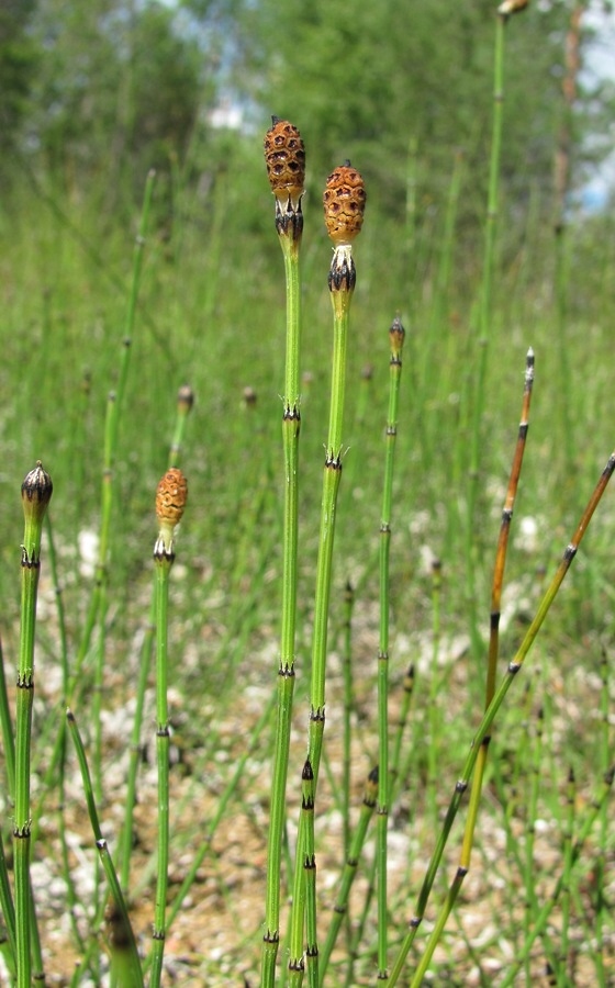 Изображение особи Equisetum variegatum.