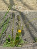 Taraxacum officinale