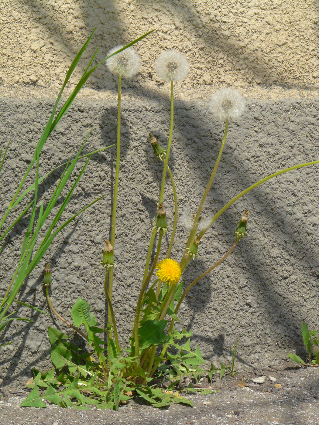 Изображение особи Taraxacum officinale.