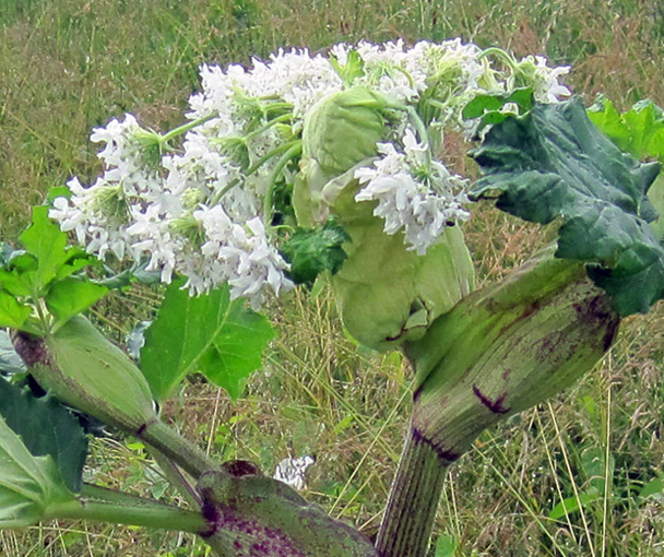 Image of Heracleum sosnowskyi specimen.